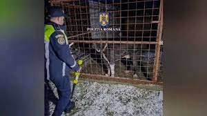 Verificări ale polițiștilor de la Biroul pentru Protecția Animalelor